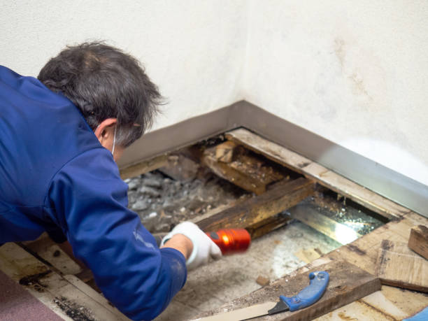 Best Local Mold Removal Service  in Glasco, NY
