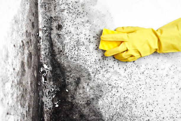 Best Commercial Mold Removal  in Glasco, NY