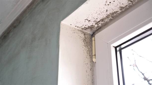 Best Emergency Mold Removal  in Glasco, NY