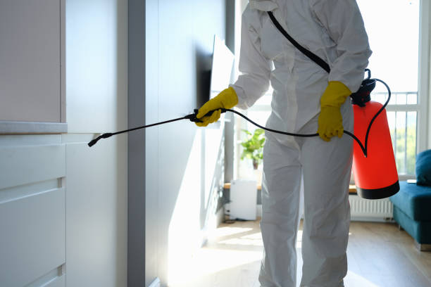 Best Black Mold Removal  in Glasco, NY