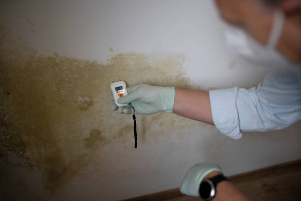 Best Local Mold Removal Service  in Glasco, NY