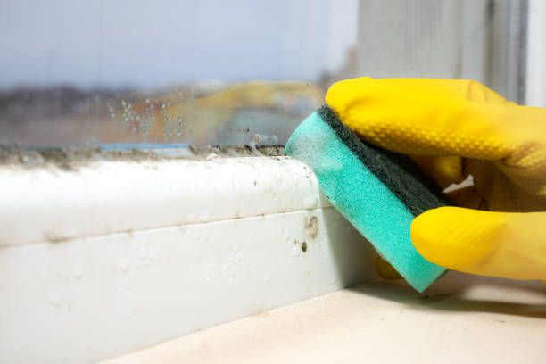 Best Mold Damage Repair  in Glasco, NY