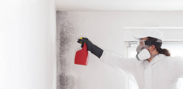 Office Mold Removal Services in Glasco, NY