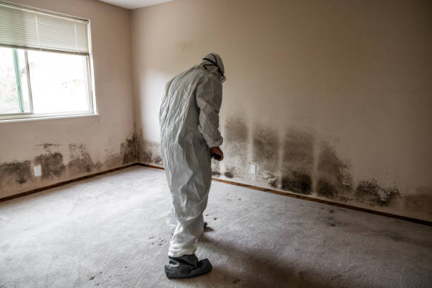 Best Mold Cleaning Services  in Glasco, NY