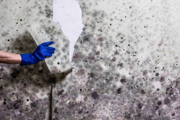 Best Crawl Space Mold Removal  in Glasco, NY