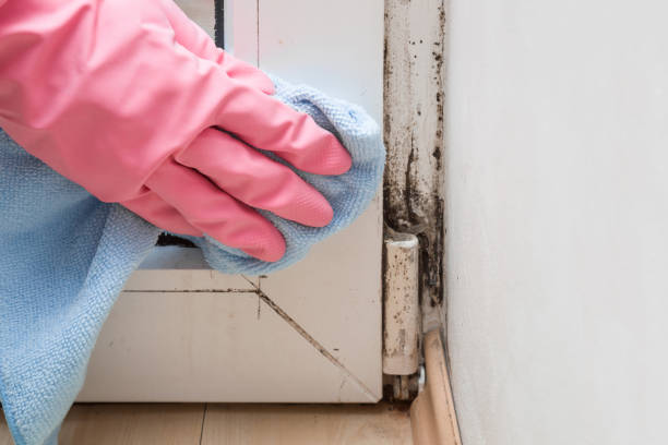 Best Fast Mold Removal  in Glasco, NY