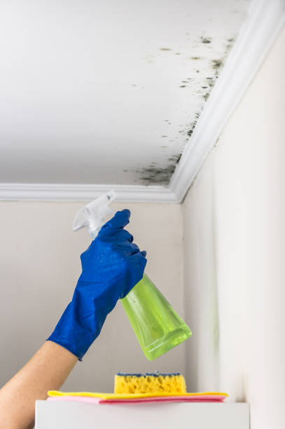 Mold Removal and Inspection in Glasco, NY